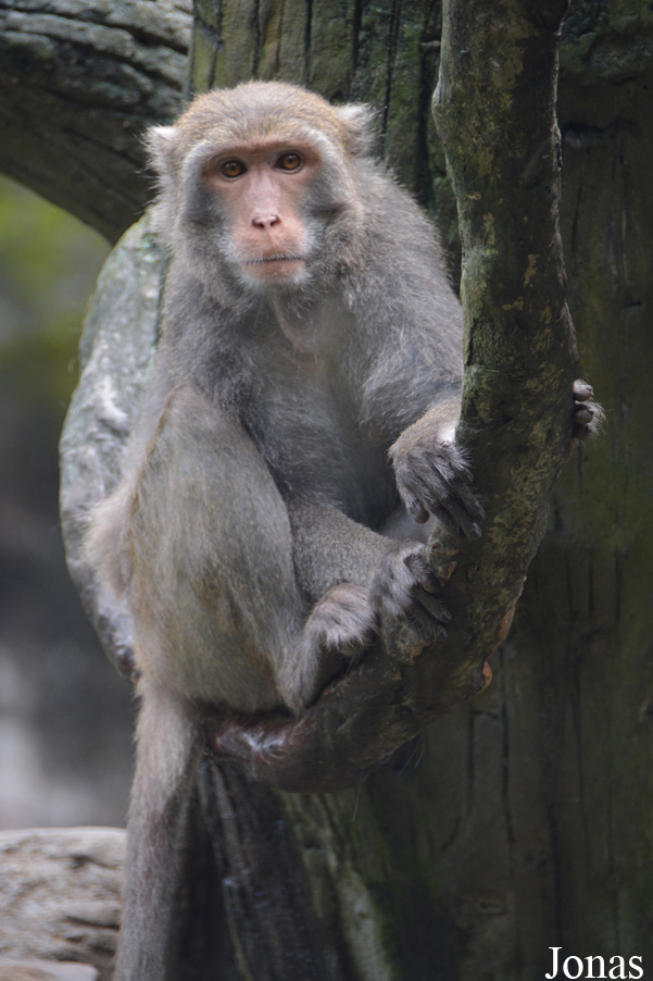 Taipei Zoo