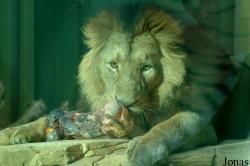 Zoo Frankfurt