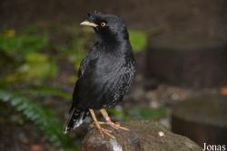 Acridotheres cristatellus formosanus