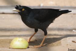 Acridotheres cristatellus