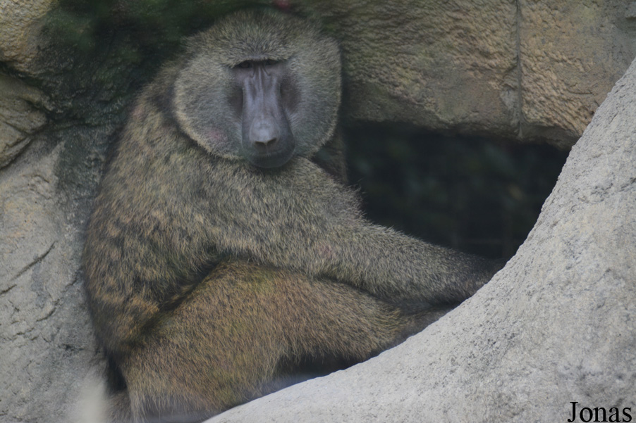 Taipei Zoo