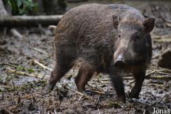 Sus scrofa taivanus