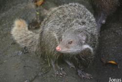 Herpestes urva