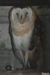 Tyto longimembris chinensis