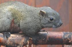 Callosciurinae