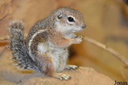 Sciuridae