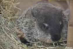 Marmota monax