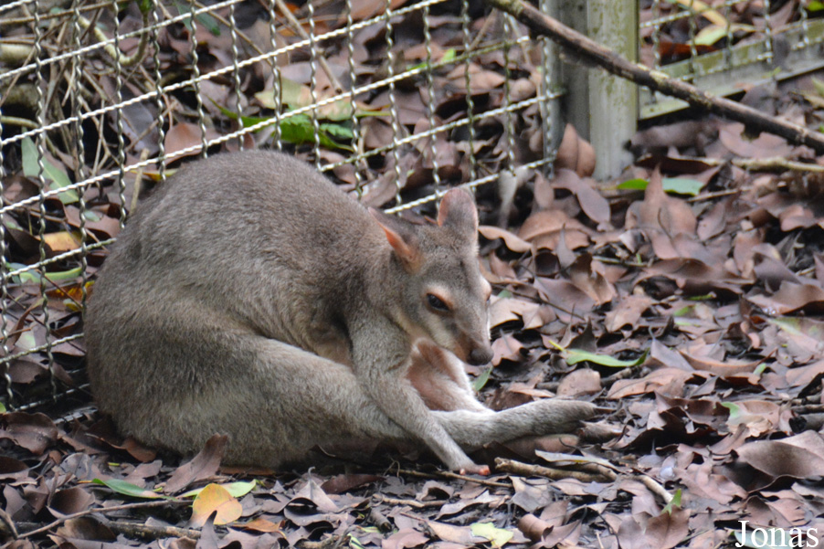 Taipei Zoo