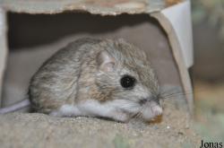Dipodomys nitratoides nitratoides