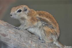 Ammospermophilus leucurus