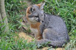 Urocyon littoralis clementae