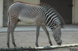 Zoo Frankfurt