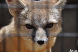 Vulpes macrotis