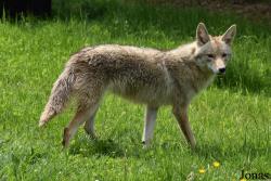 Canis latrans