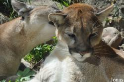 Puma concolor californica
