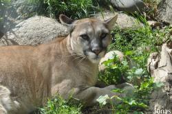 Puma concolor coryi
