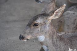 Odocoileus hemionus