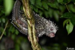Coendou prehensilis