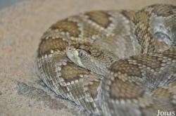 Crotalus scutulatus scutulatus