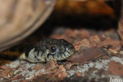 Thamnophis couchii