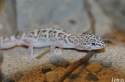 Coleonyx variegatus