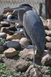 California Living Museum (CALM)