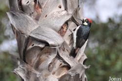 Melanerpes formicivorus