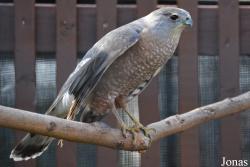 Accipiter cooperii