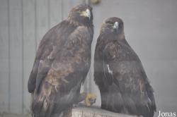Aquila chrysaetos canadensis