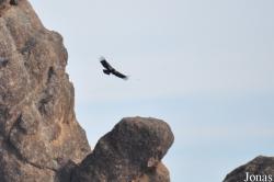 Pinnacles National Park
