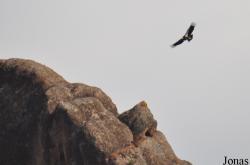 Pinnacles National Park