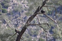 Pinnacles National Park