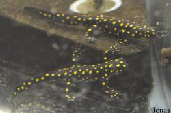 Neurergus strauchii