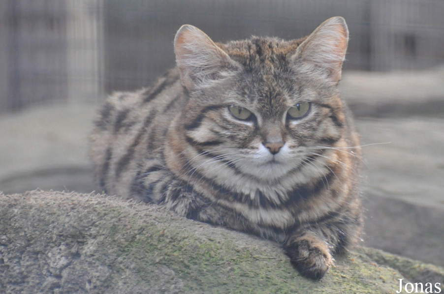 Fresno Chaffee Zoo
