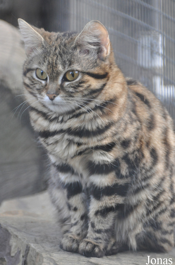 Fresno Chaffee Zoo