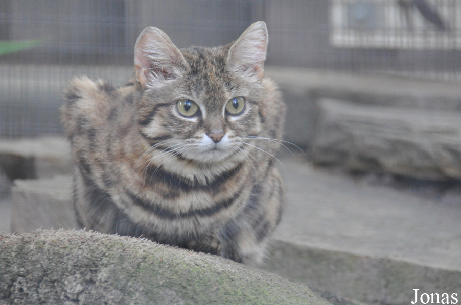 Fresno Chaffee Zoo
