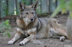 Canis rufus
