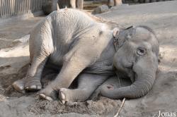 Fresno Chaffee Zoo