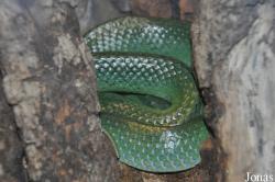 Gonyosoma boulengeri