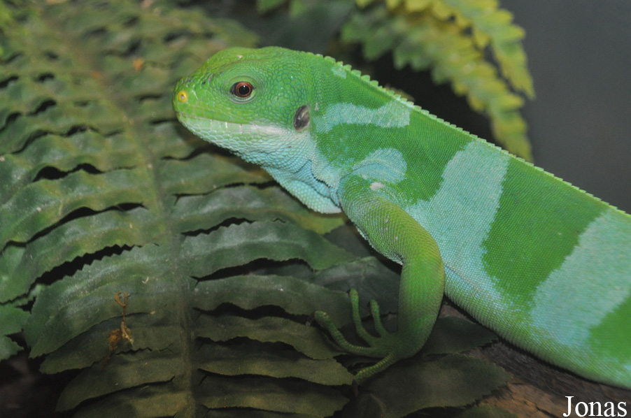 Fresno Chaffee Zoo
