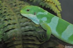 Fresno Chaffee Zoo