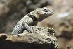 Fresno Chaffee Zoo