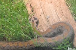 Montivipera raddei