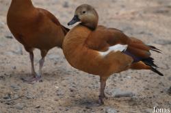Alopochen aegyptiaca x Tadorna ferruginea