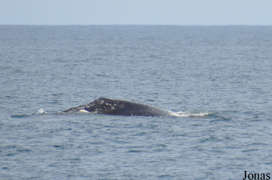 Monterey Bay