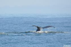 Monterey Bay