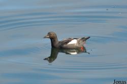 Cepphus columba
