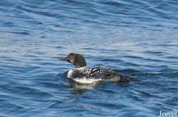Gaviiformes