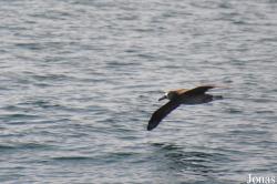 Procellariiformes