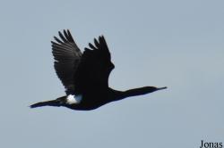 Urile pelagicus